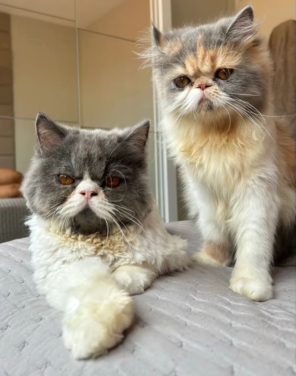 Gata persa  - Foto 5