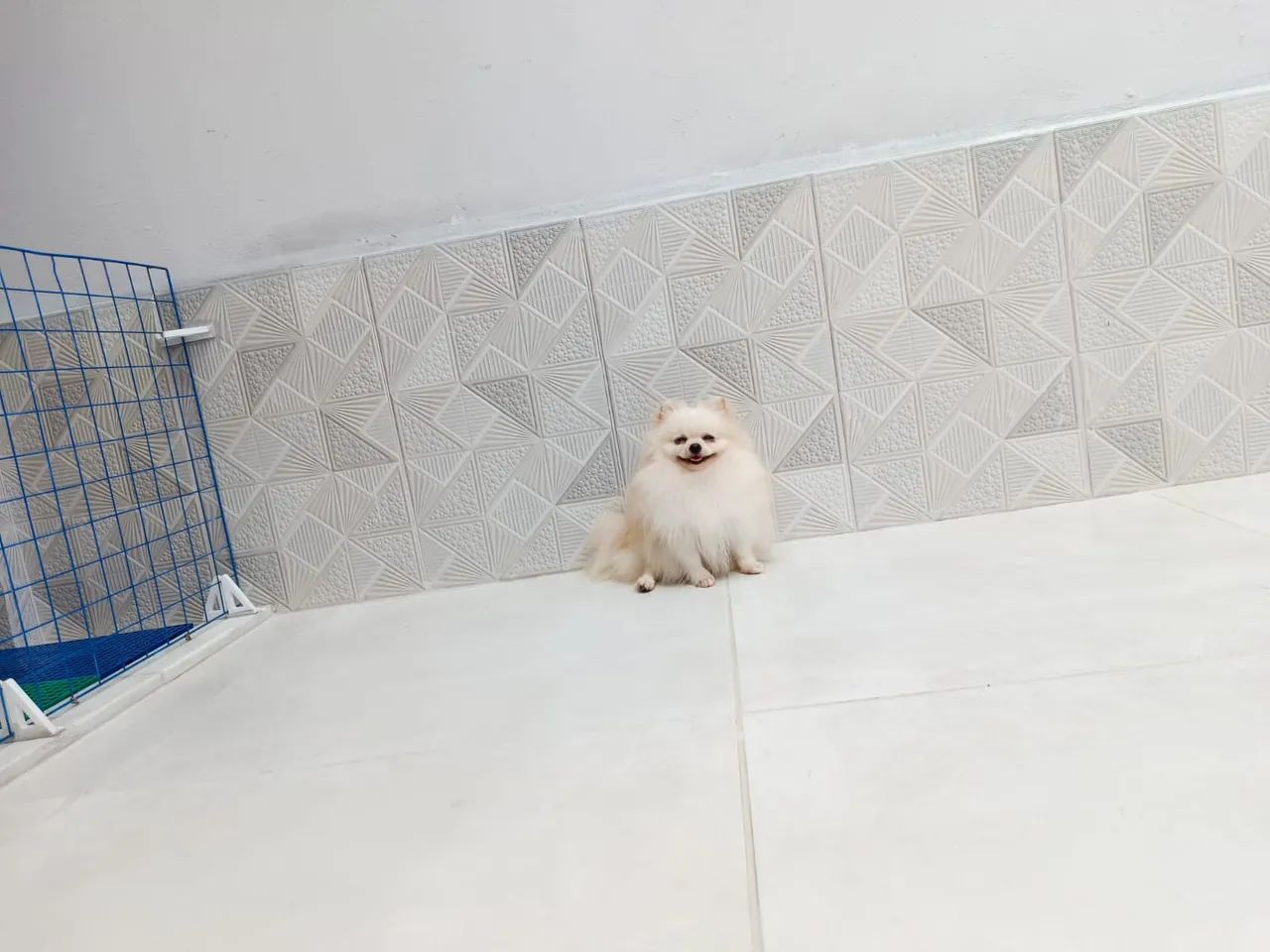 Spitz 