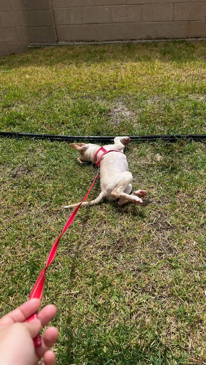 Cachorrinha
