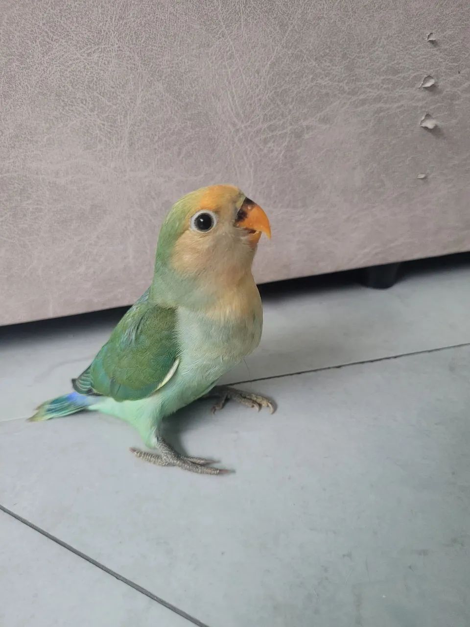 Vendo - Foto 2
