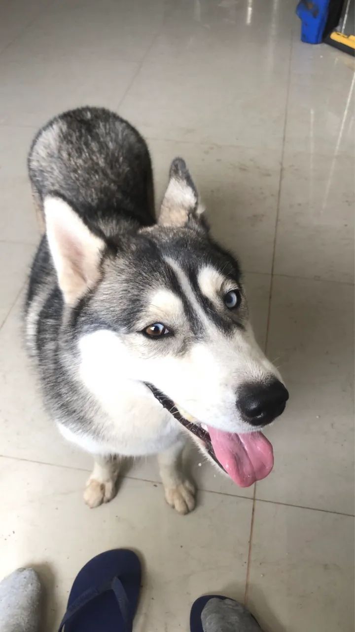 Vendo husky siberiano 