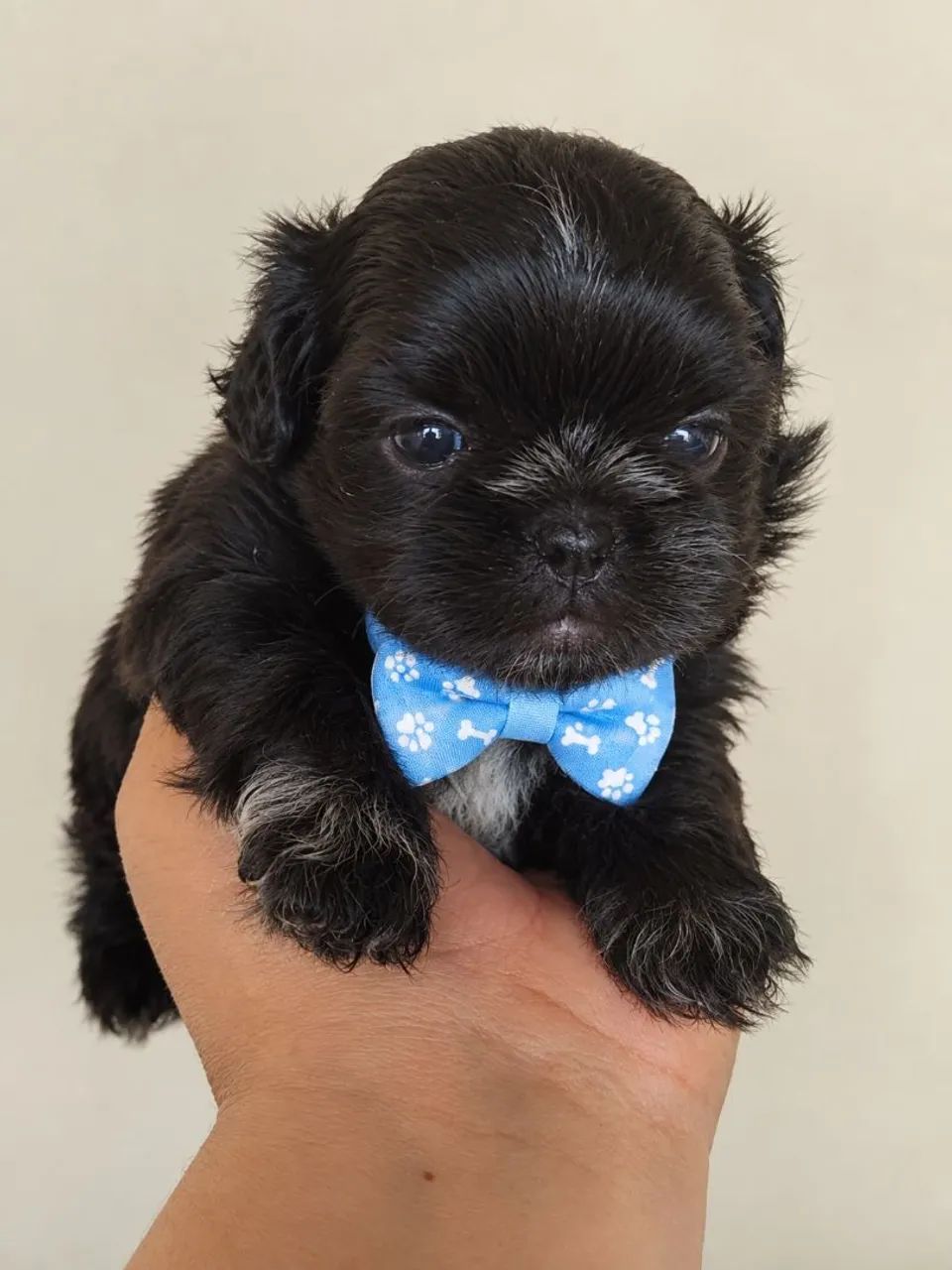 Mini shitzu (MACHO)