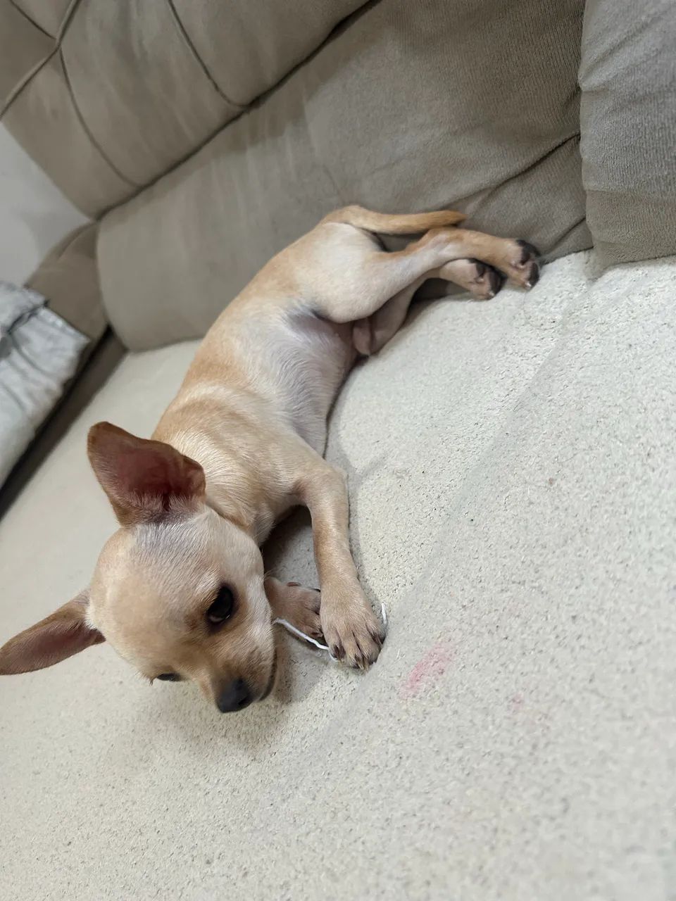 Chihuahua macho  - Foto 5