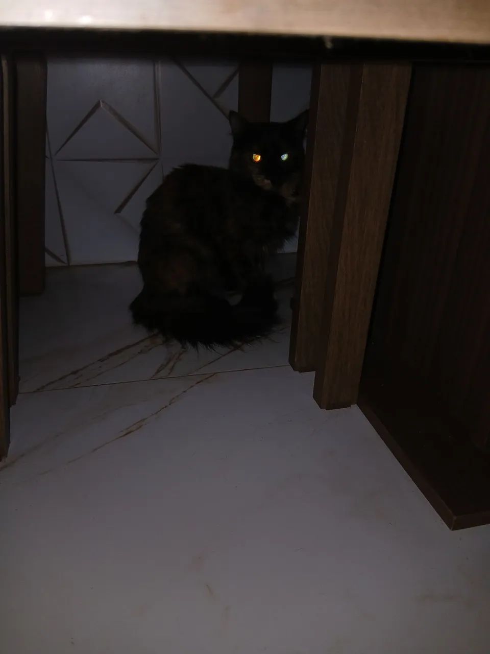 Doa-se  gata  - Foto 2