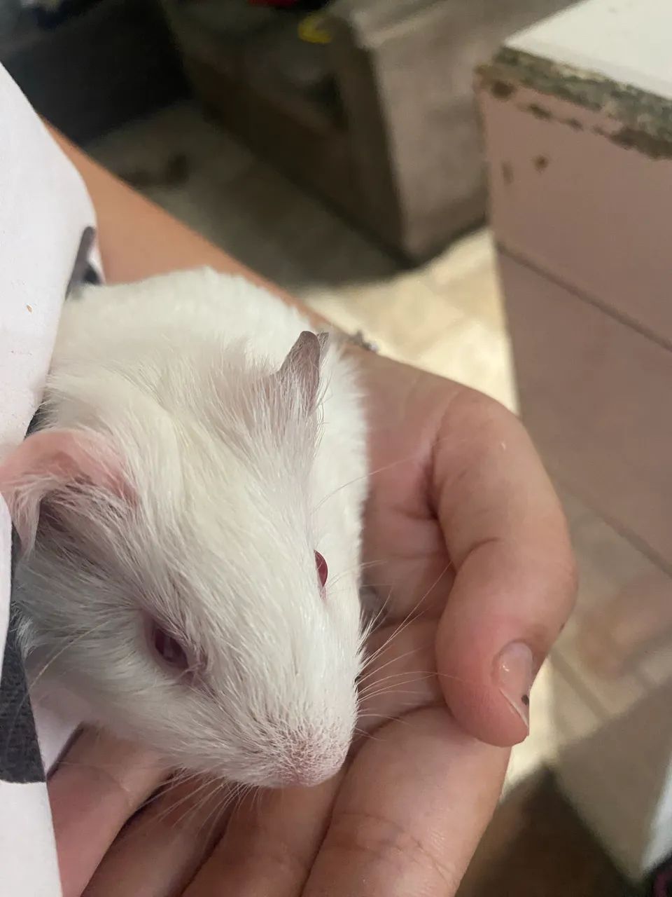 Porquinho da índia  - Foto 4