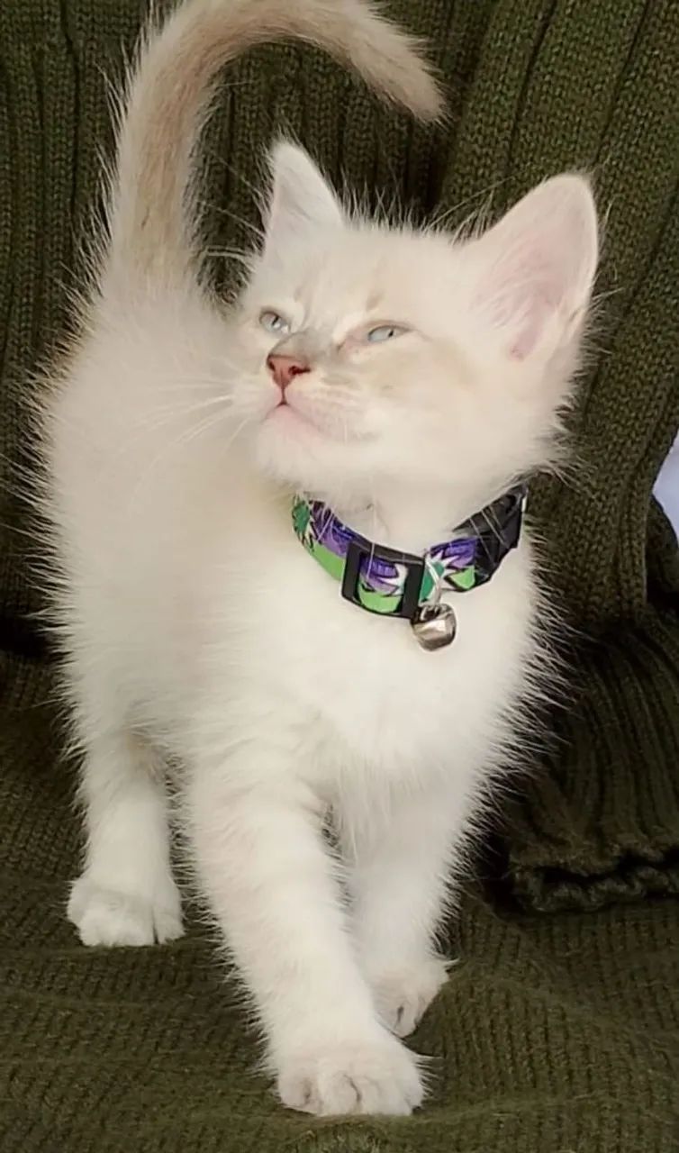 Gato siamês tigrado peludinho com 2 meses 