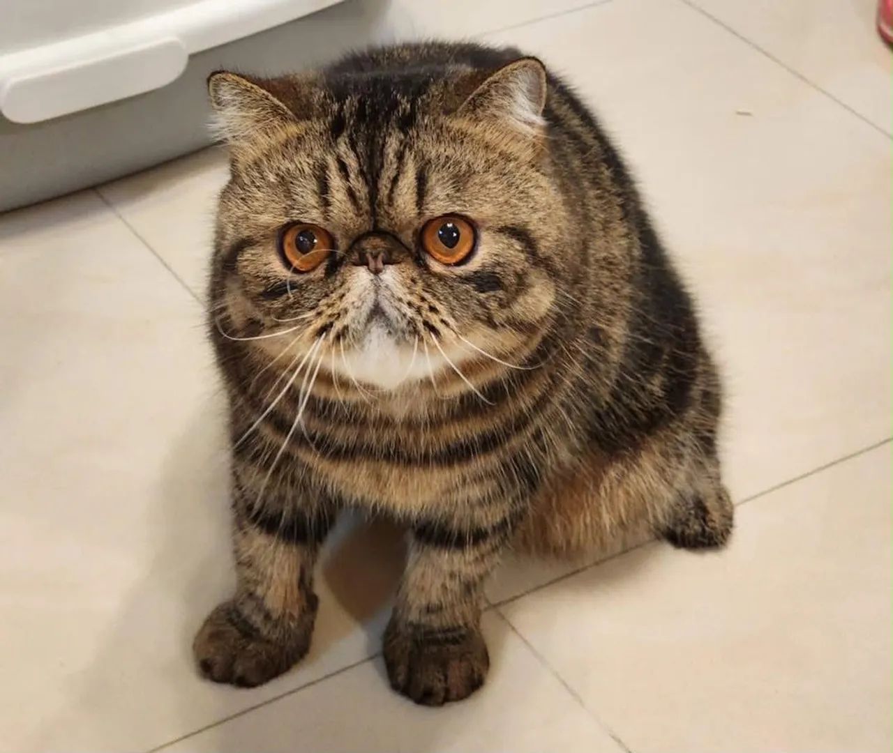 Gato Persa - Foto 3
