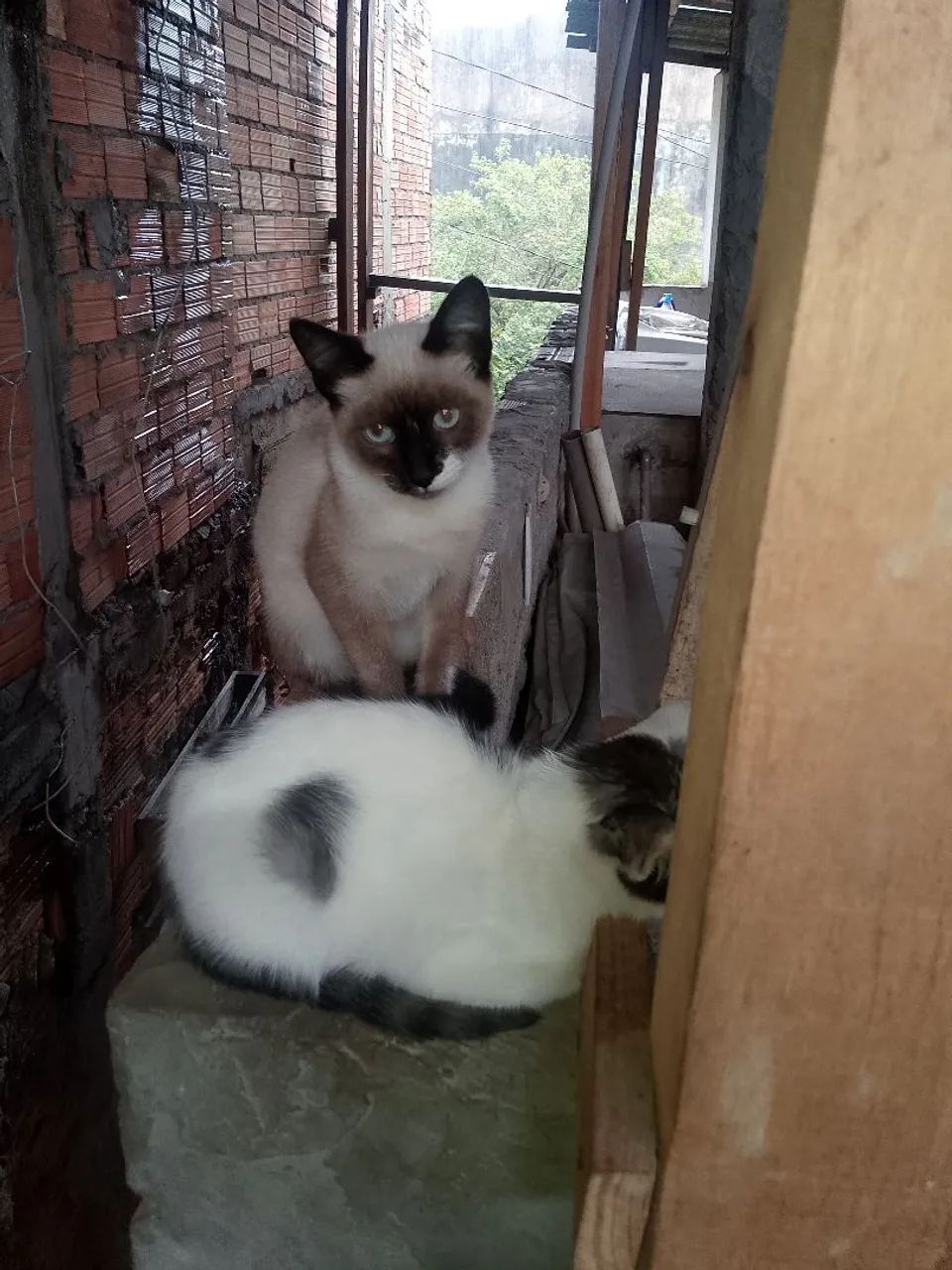 Doa-se gatinhos  - Foto 3