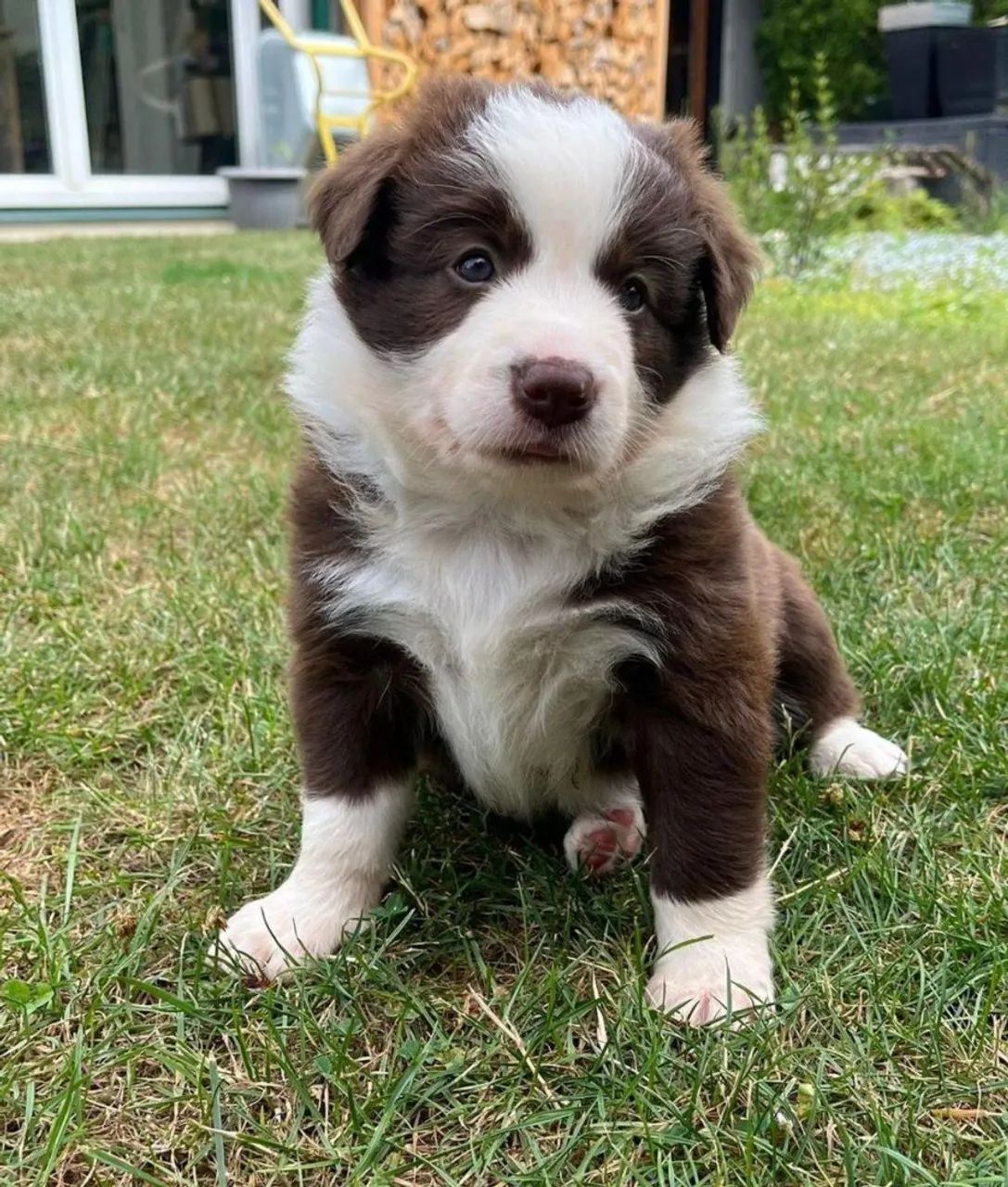 FILHOTES DE BORDER COLLIE  - Foto 2