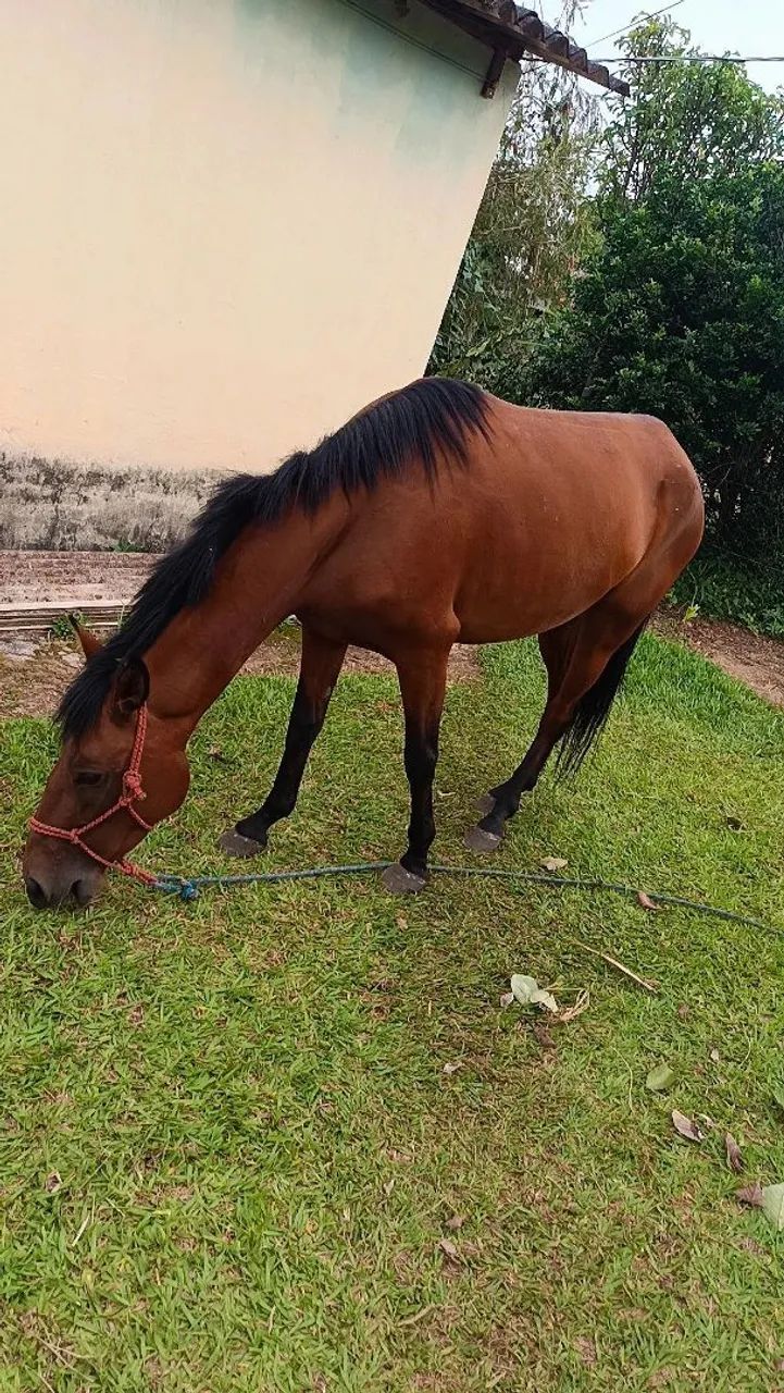 Égua castanha