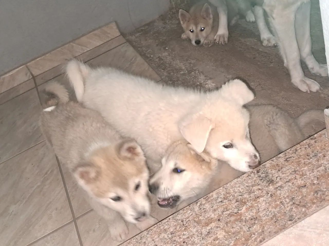 Filhotes de Akita - Foto 4