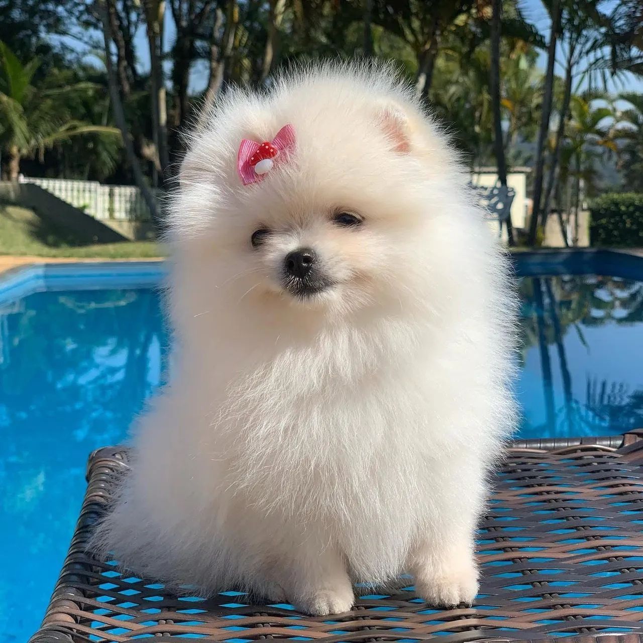 LULU POMERÂNIA com pedigree CBKC  - Foto 3