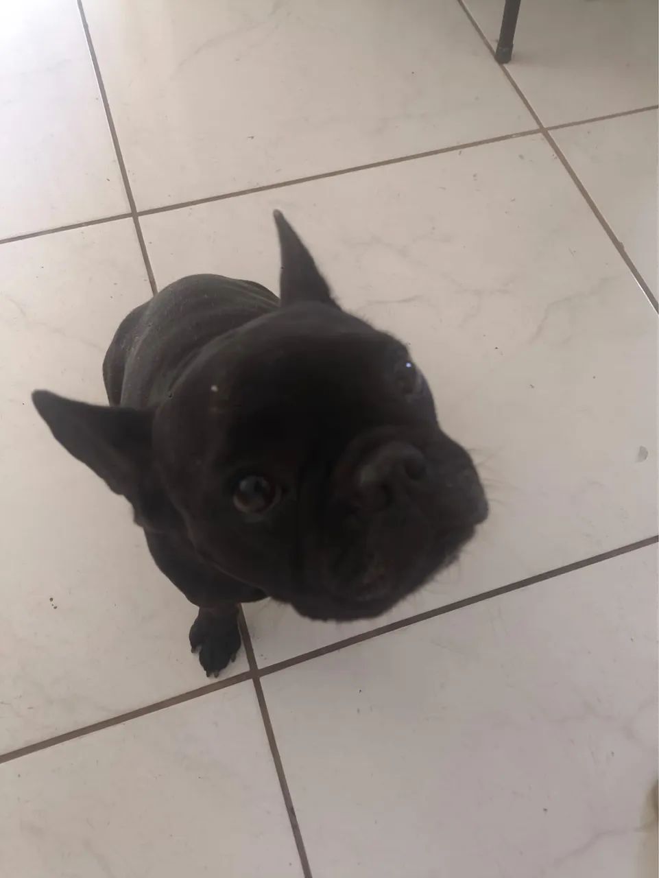 Buldogue francês black - Foto 2
