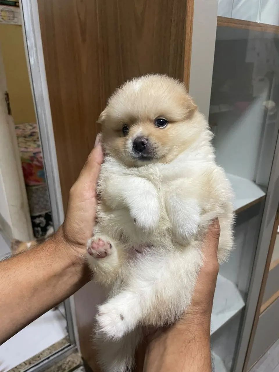 Colera spitz alemão 