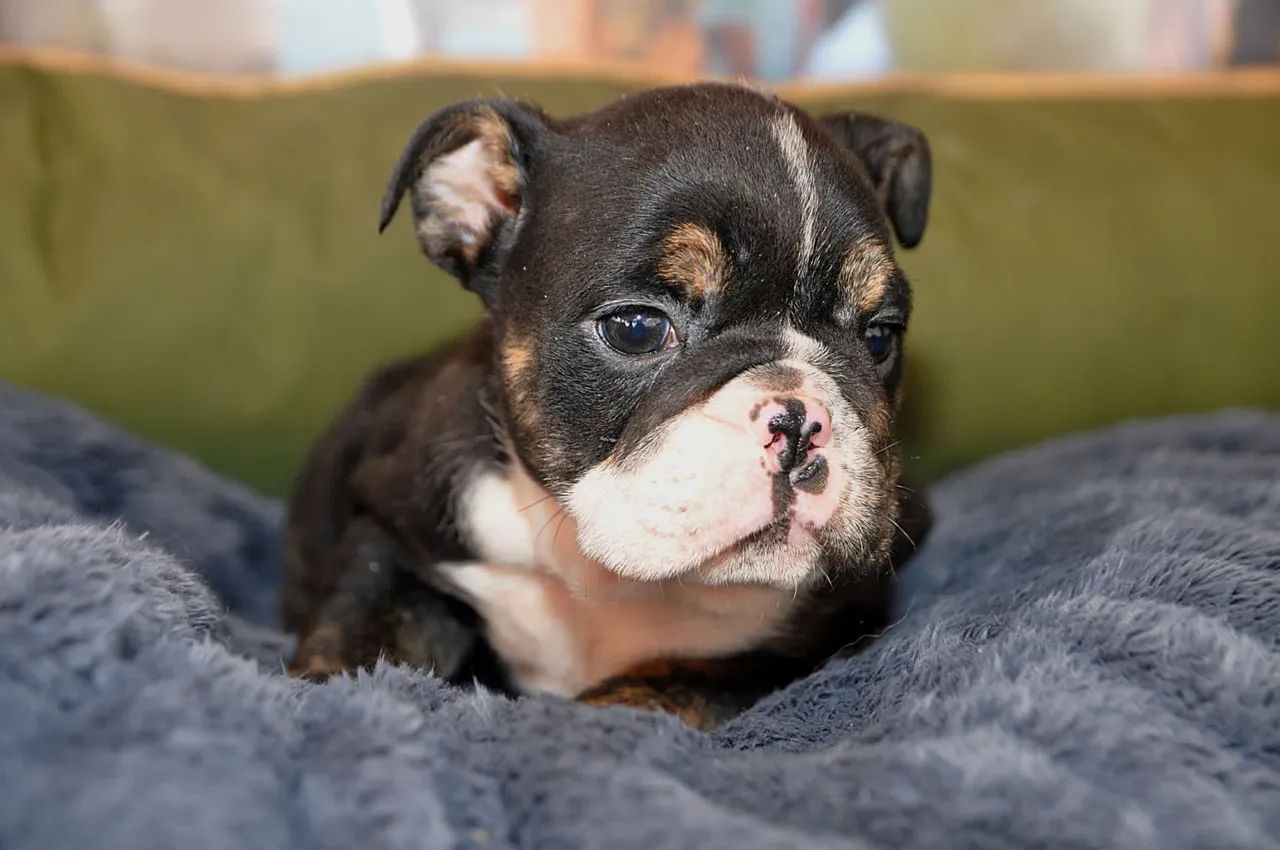 BullDog Inglês | Segurança e responsabilidade do nosso canil direto para a sua casa 