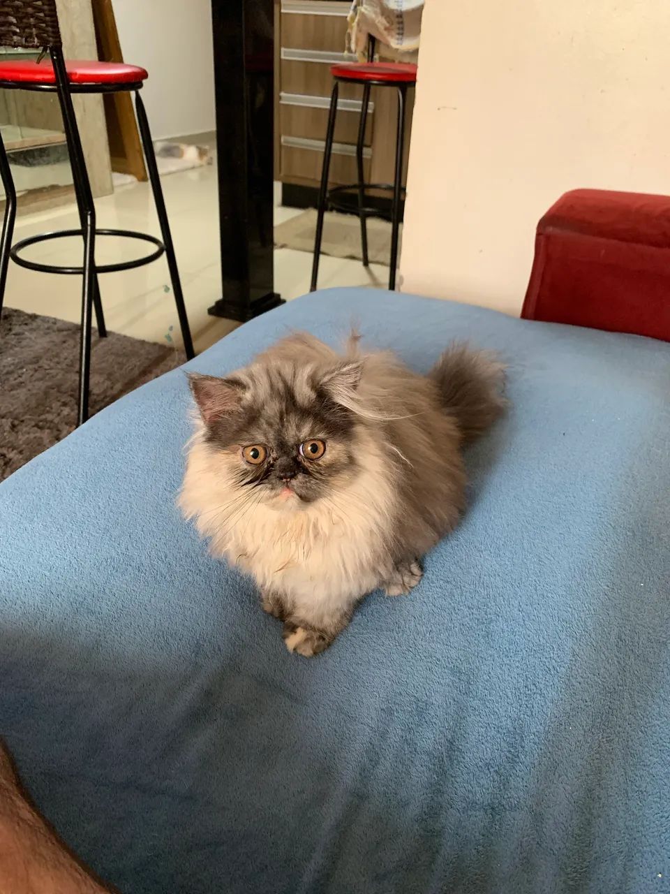 ÚLTIMA FÊMEA PERSA DISPONÍVEL  - Foto 3