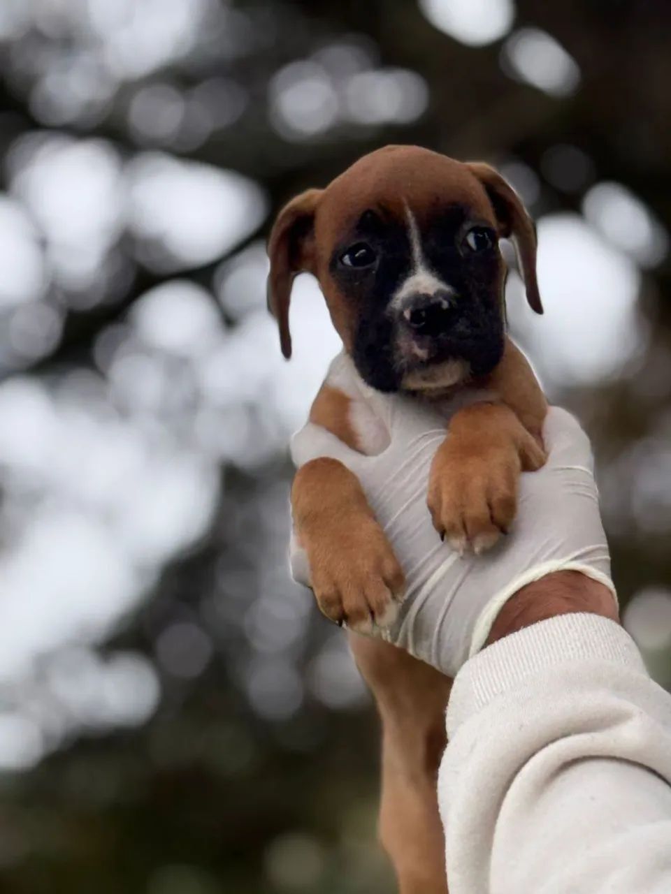Boxer inteligente 