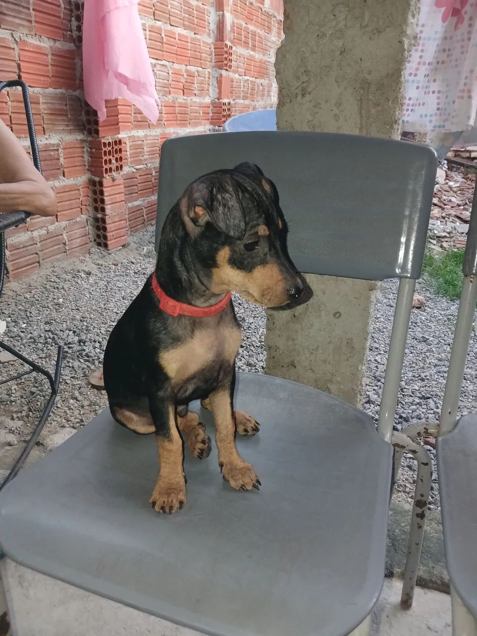 Pinscher macho n° 2  - Foto 2