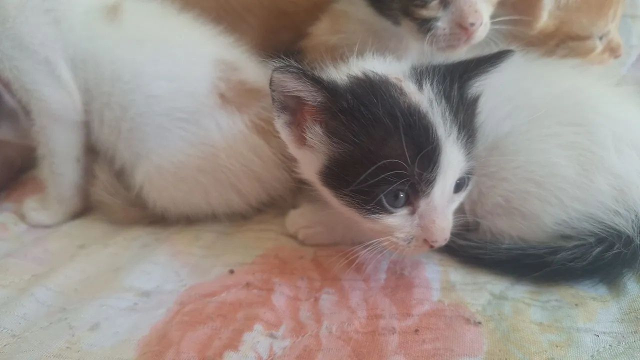Doação de gatinhos - Foto 3