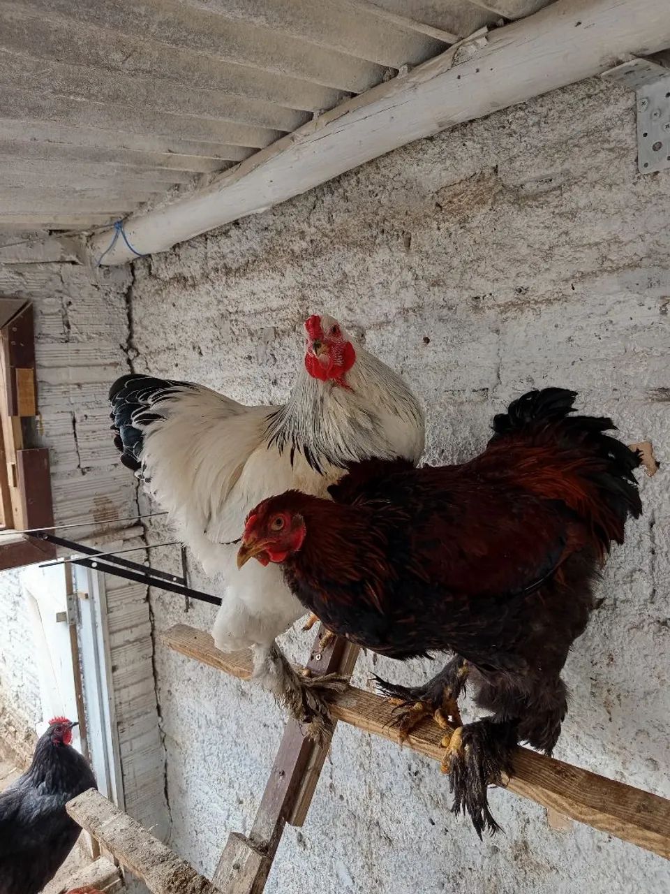 Vendo galo Brahma com 6 meses  - Foto 2