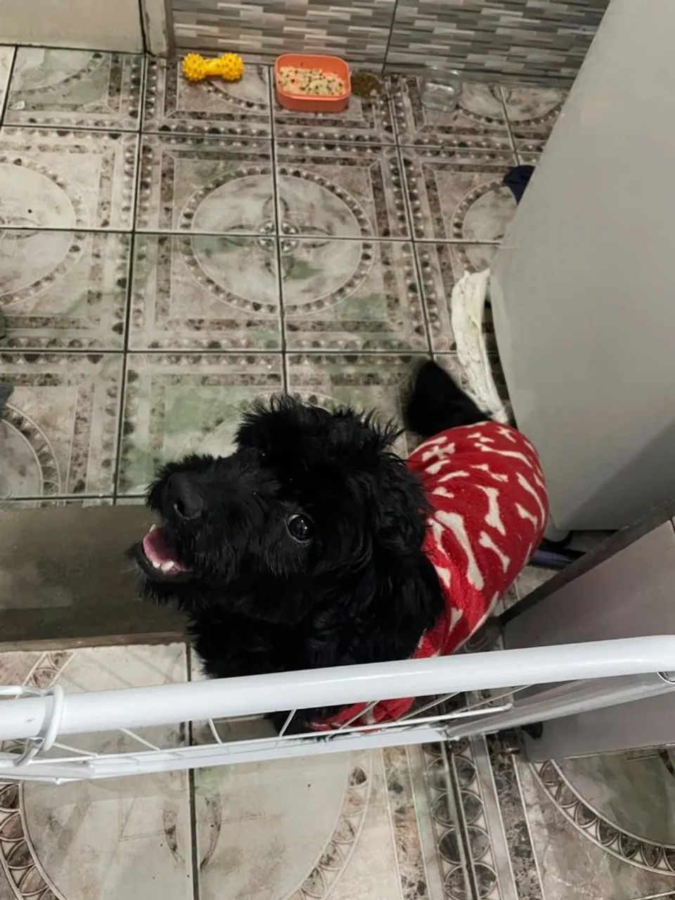 DOA-SE POODLE  - Foto 2