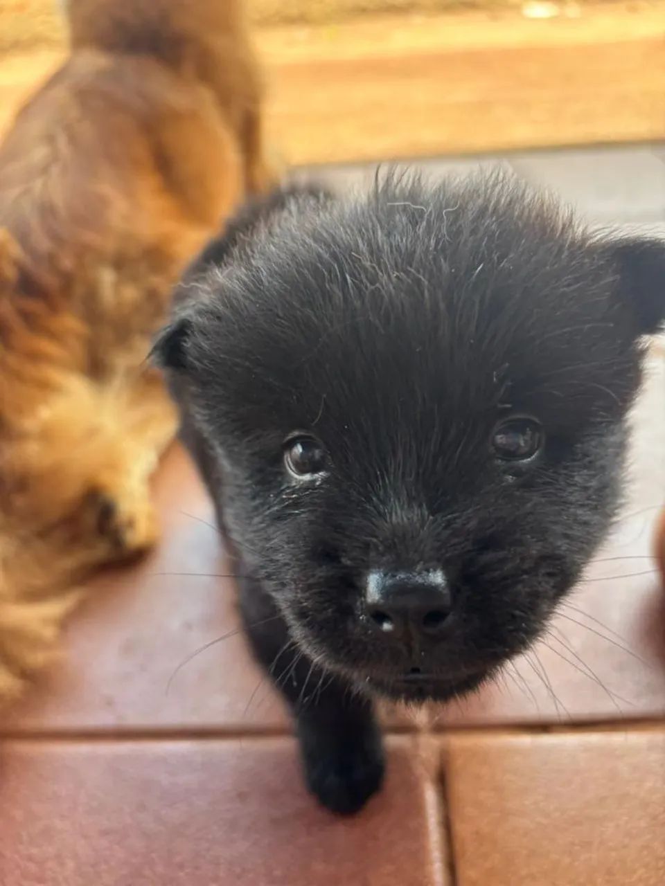 Vende se filhotes de Chow Chow  - Foto 4