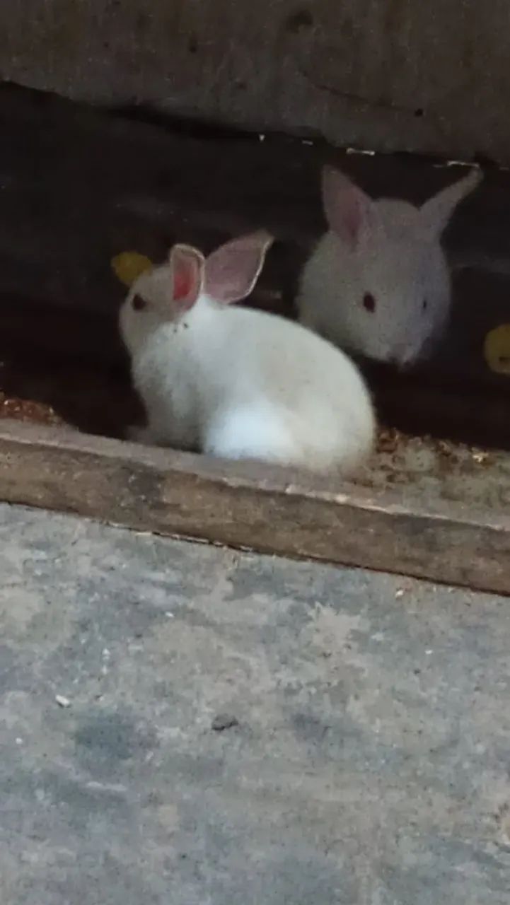 Vendo coelhos - Foto 4
