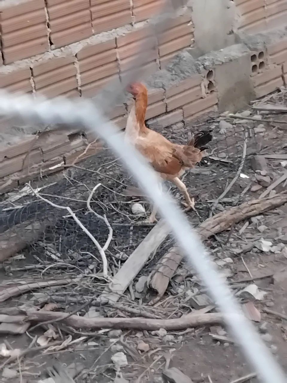 Frango e frangas - Foto 4