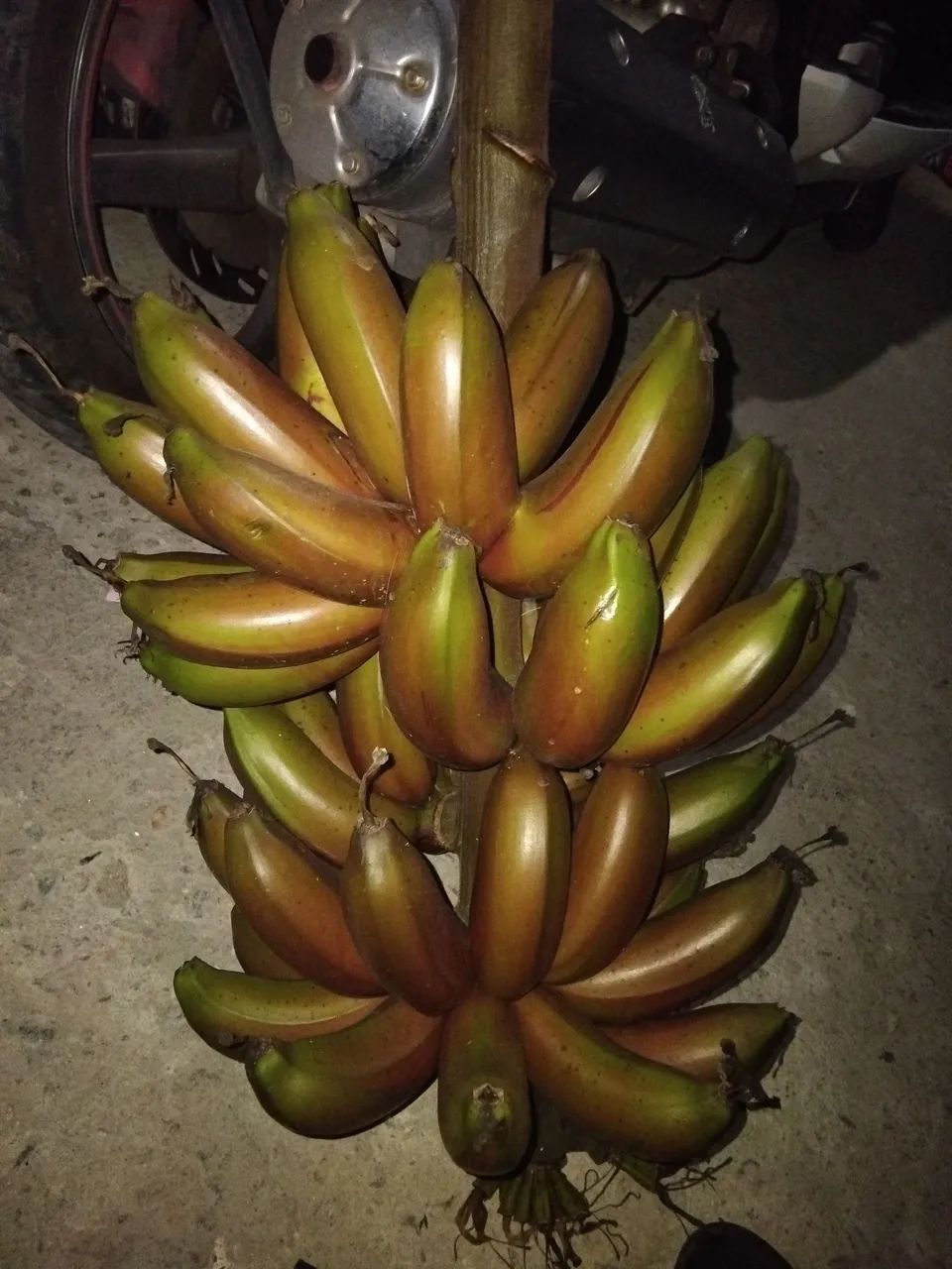 Mudas de bananeiras - Foto 3