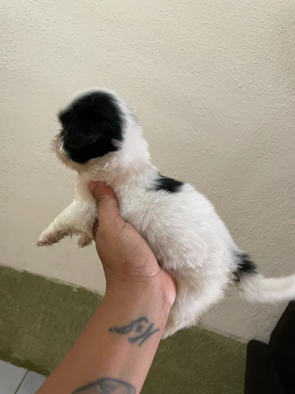 Cachorro da Raça shitzu 2 machos  - Foto 3