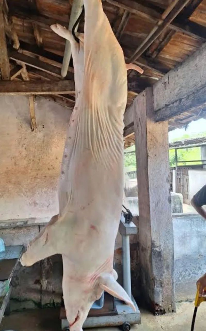 ?Leitão Natalino ? - Foto 5