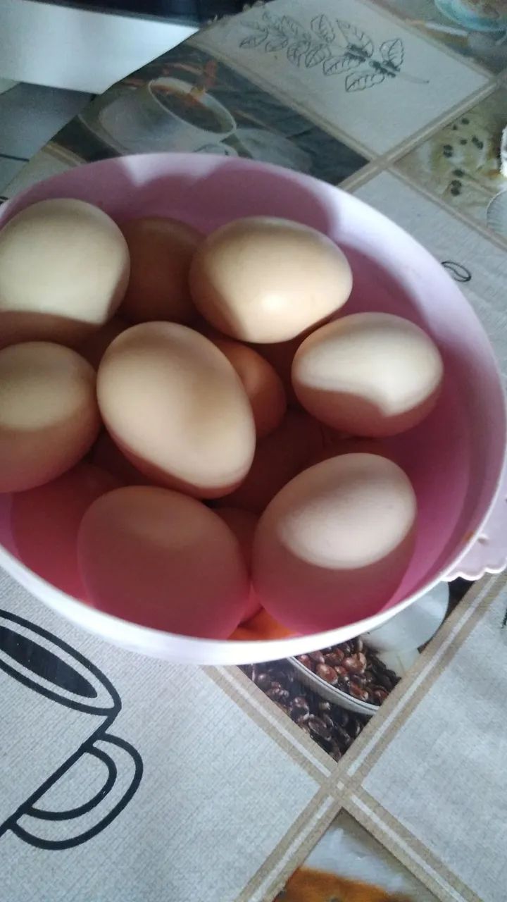 Chocadeira  - Foto 2