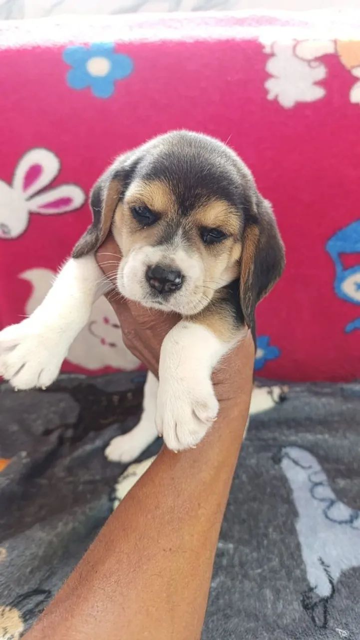Beagle  - Foto 2