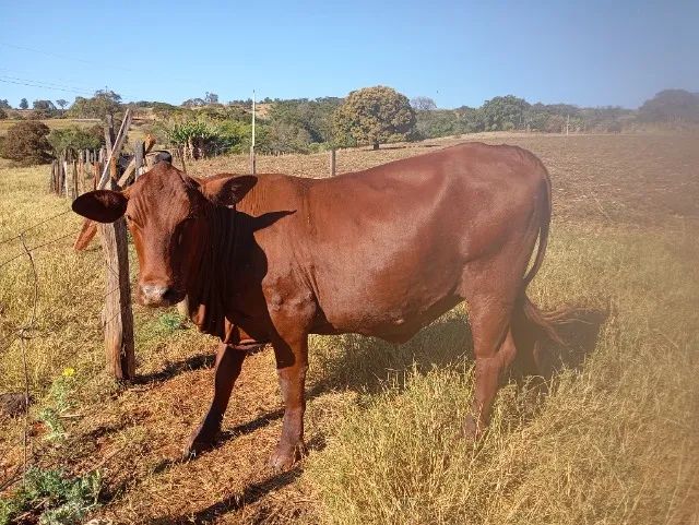 Novilha senepol prenha 5.500 . * - Foto 5