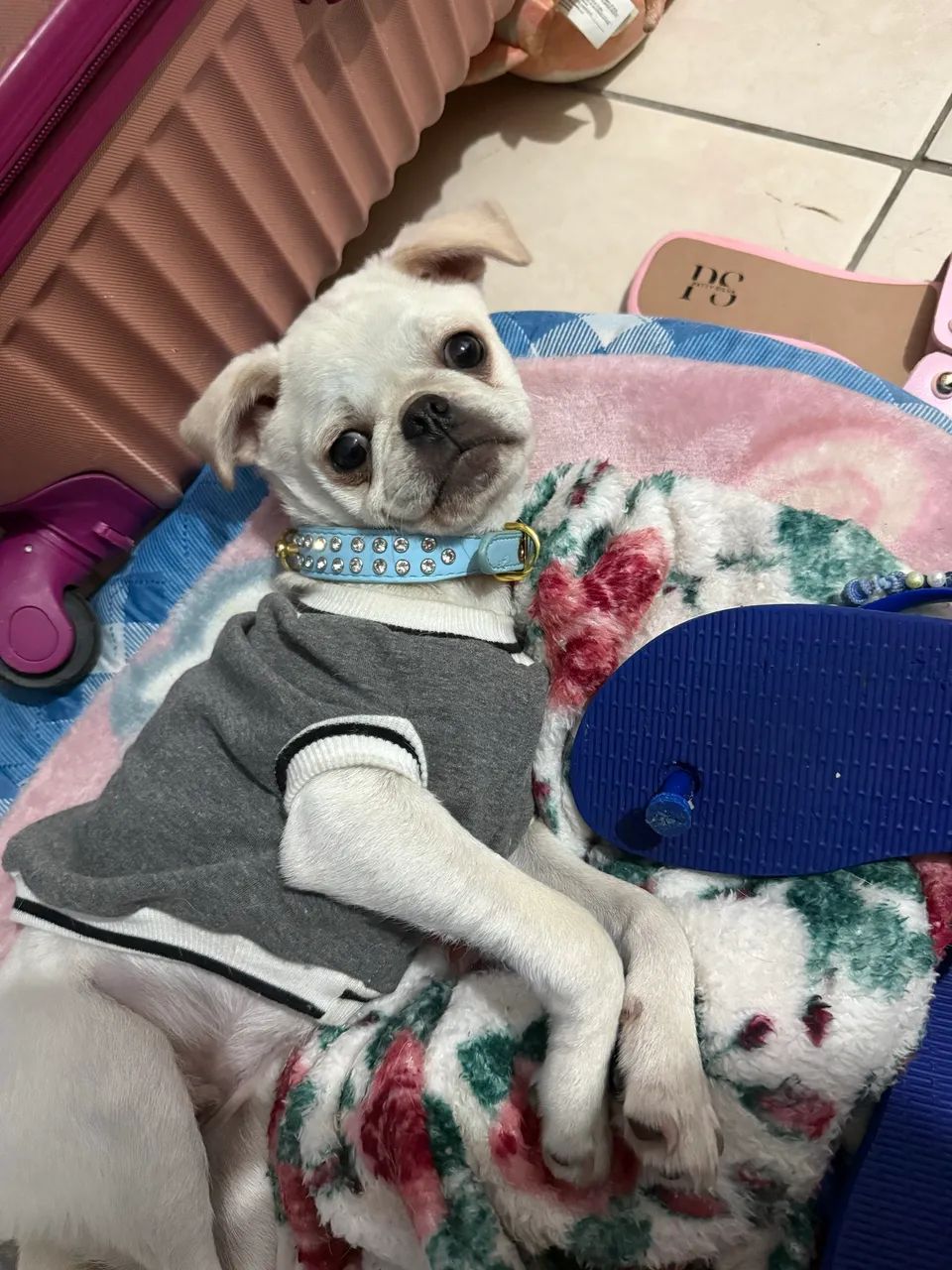 Venda Pug - Foto 2