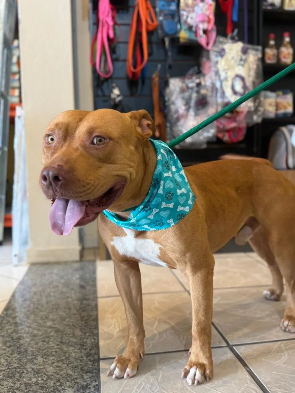 Pitbull para adoção  - Foto 3