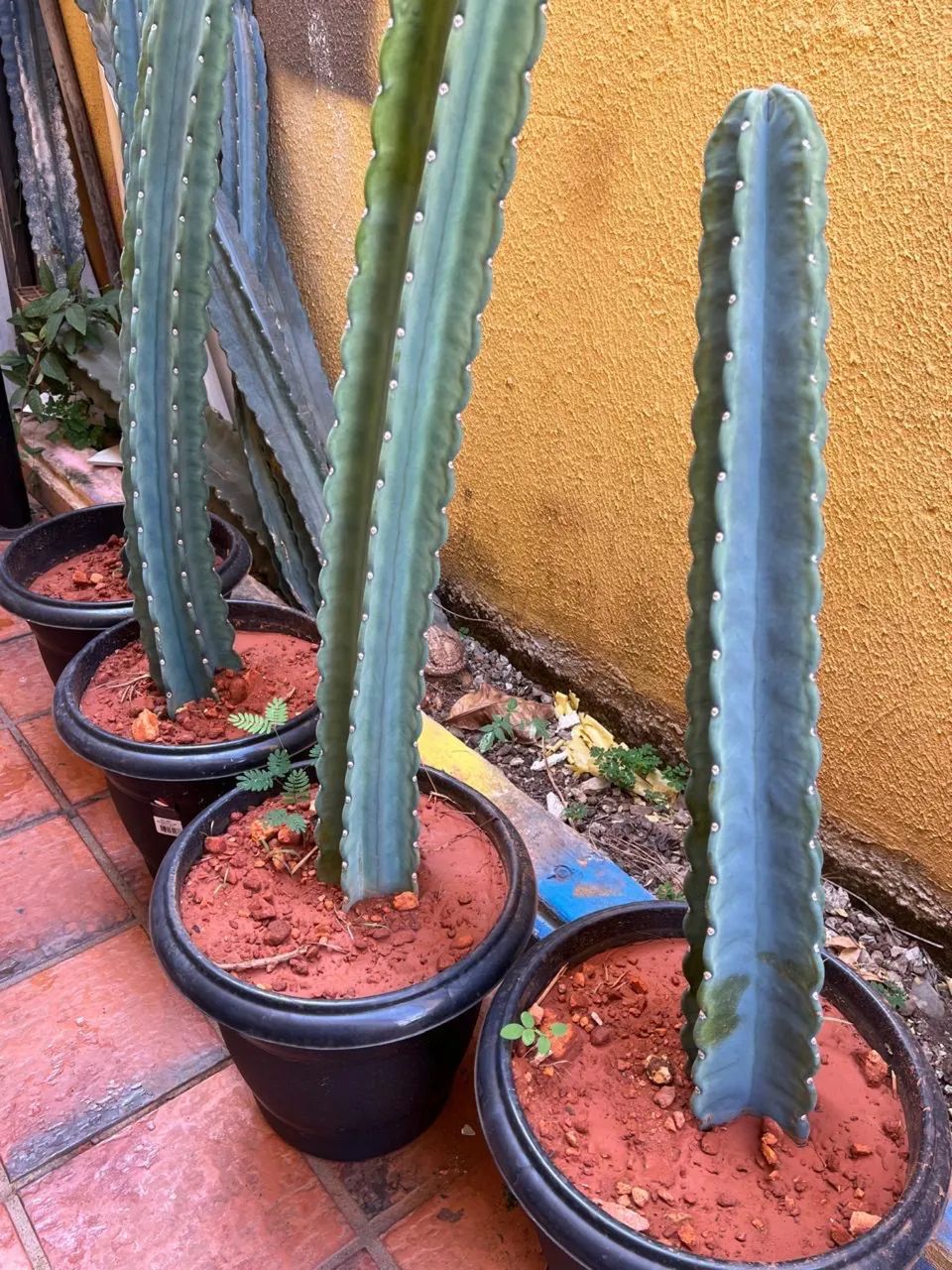 Cacto verdadeiro - Foto 3