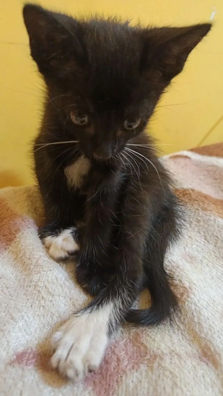 Gata para adoção  - Foto 2