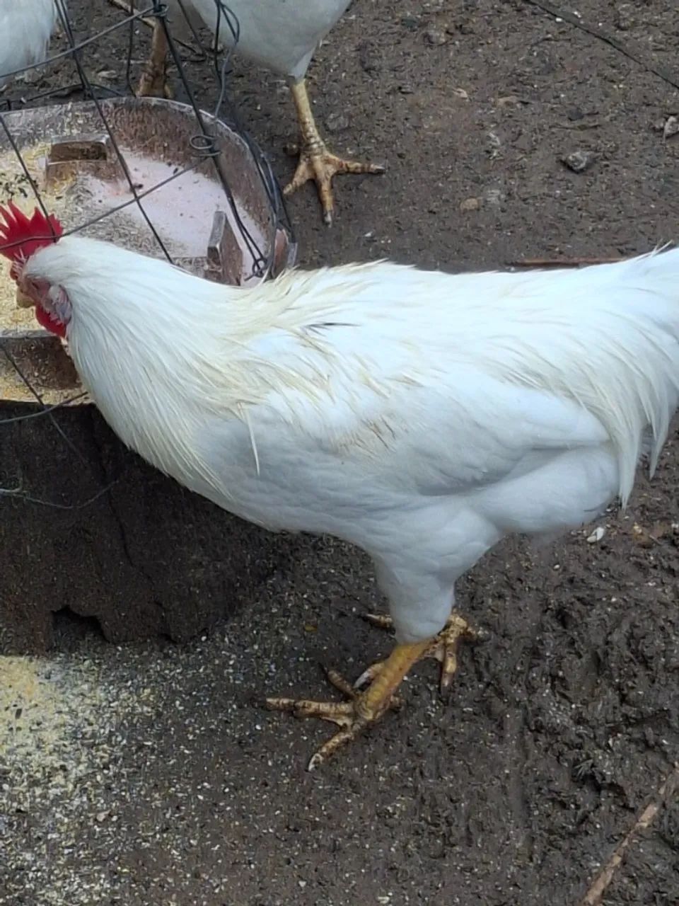 Vendo galos 