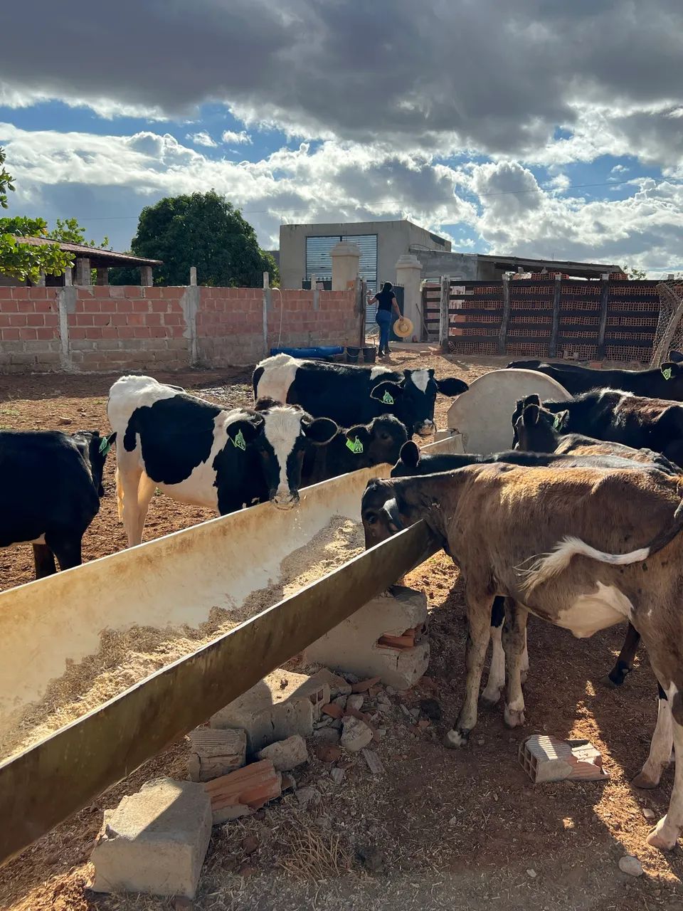 Lote de 9 bezerras  - Foto 4