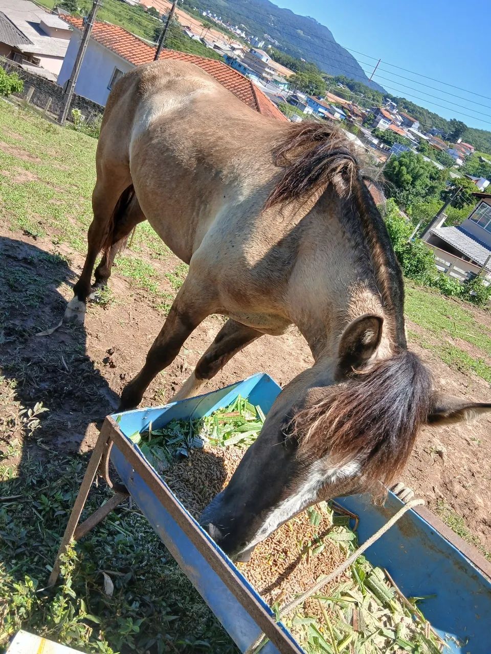 Cavalo crioulo