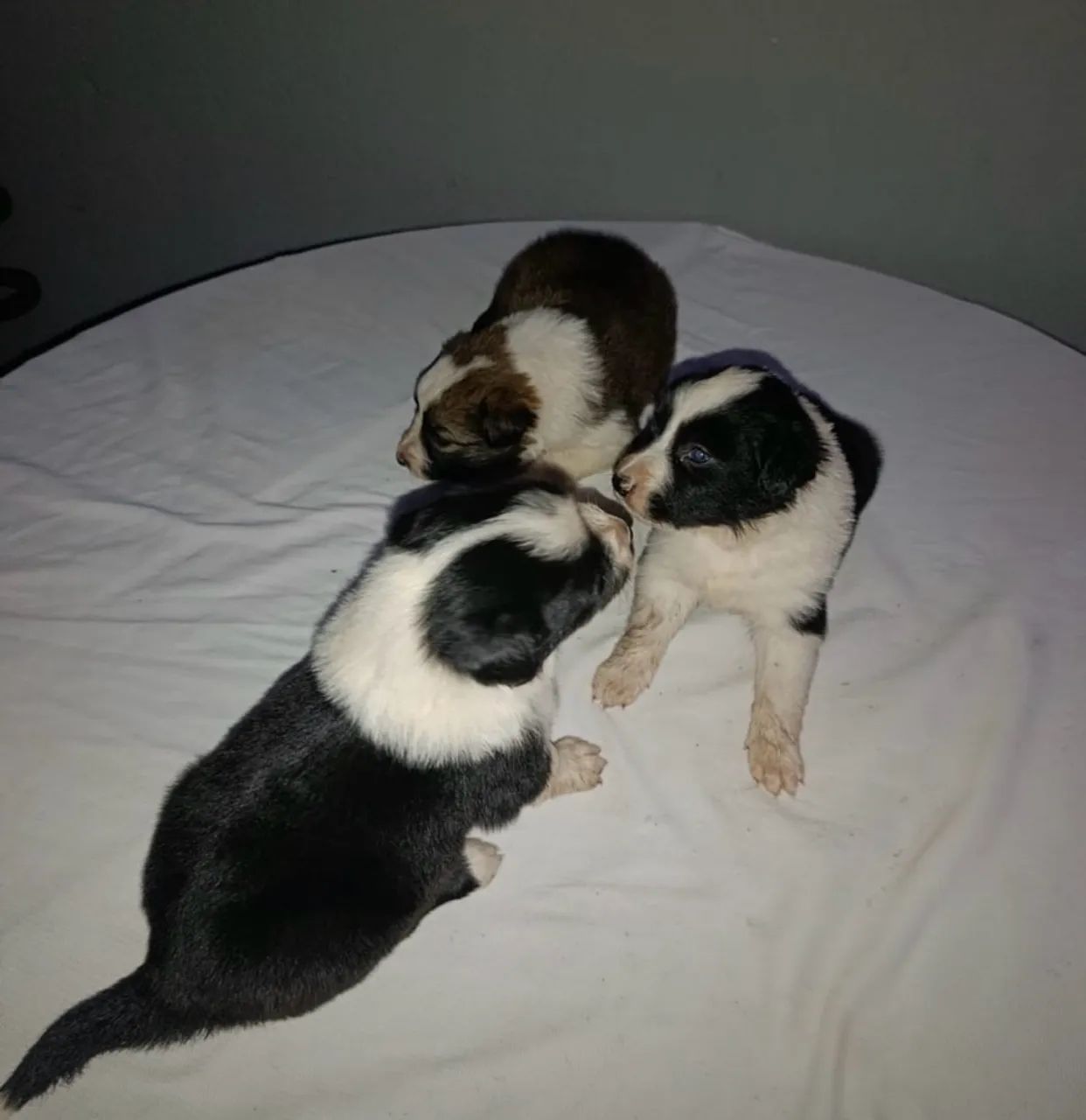 Cachorro  - Foto 3