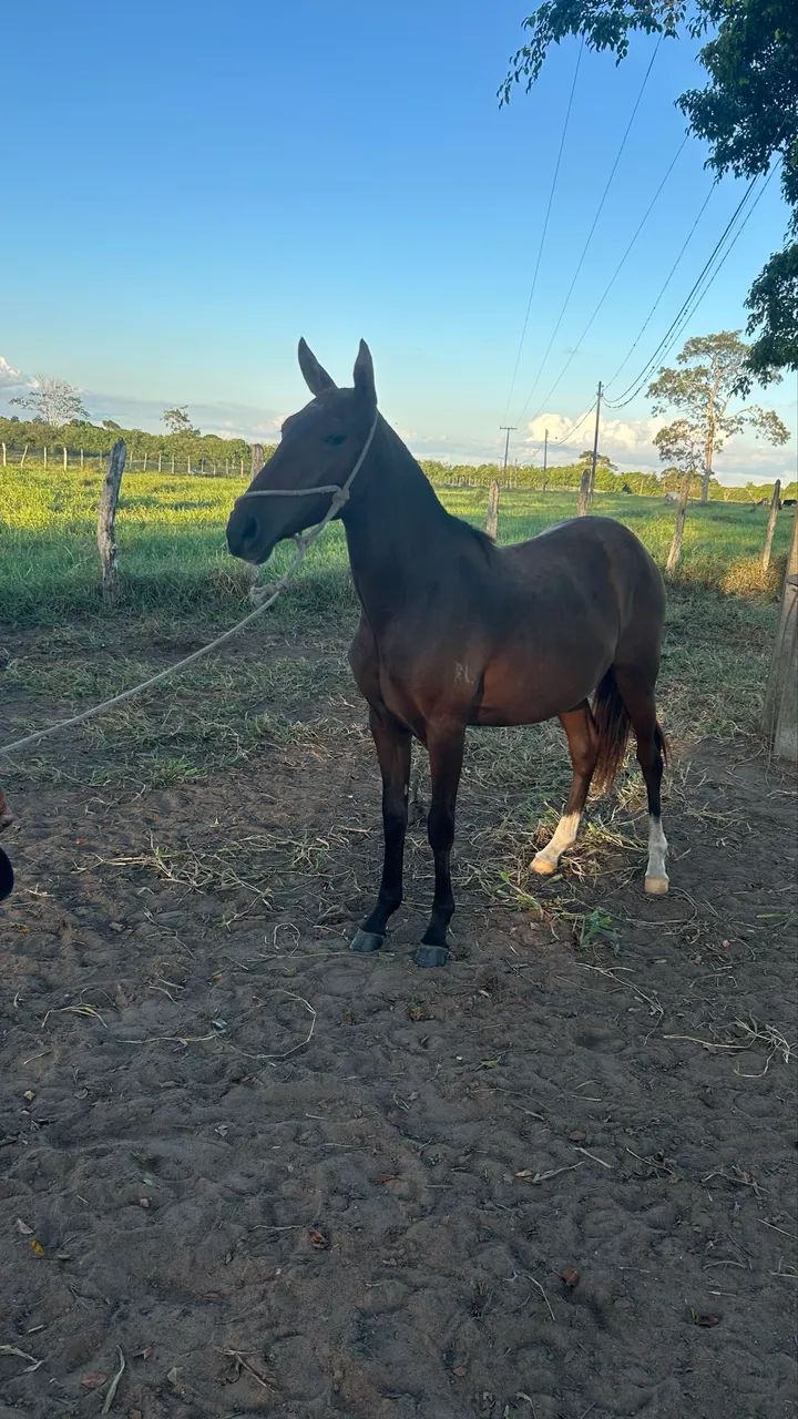 Vendo porda 1 ano e 7 meses 