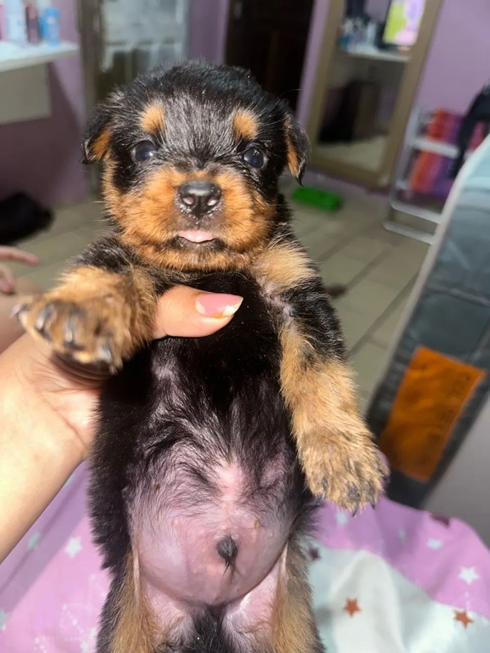 vende filhotes de rotweiller - Foto 3