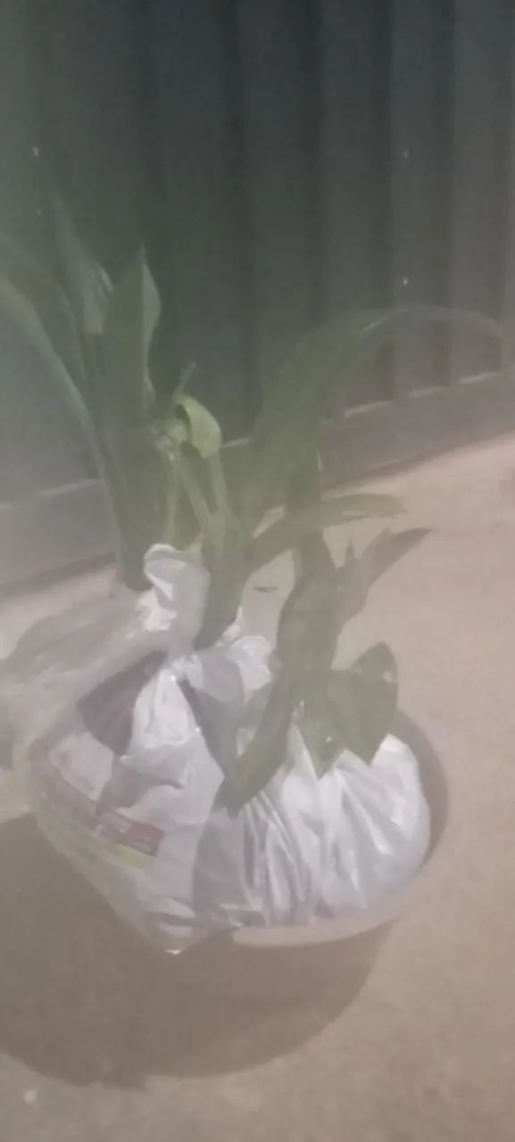 Mudas de lírio aranha  - Foto 2