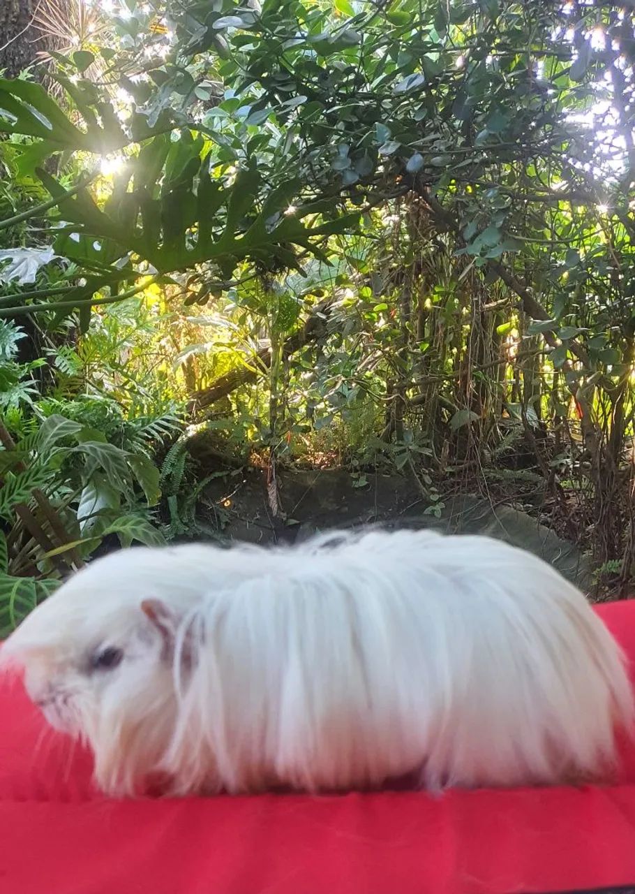 PROMOÇÃO - Porquinho da Índia - Peruano 