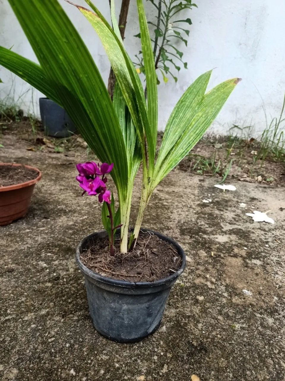 Orquídea da uva - Foto 3