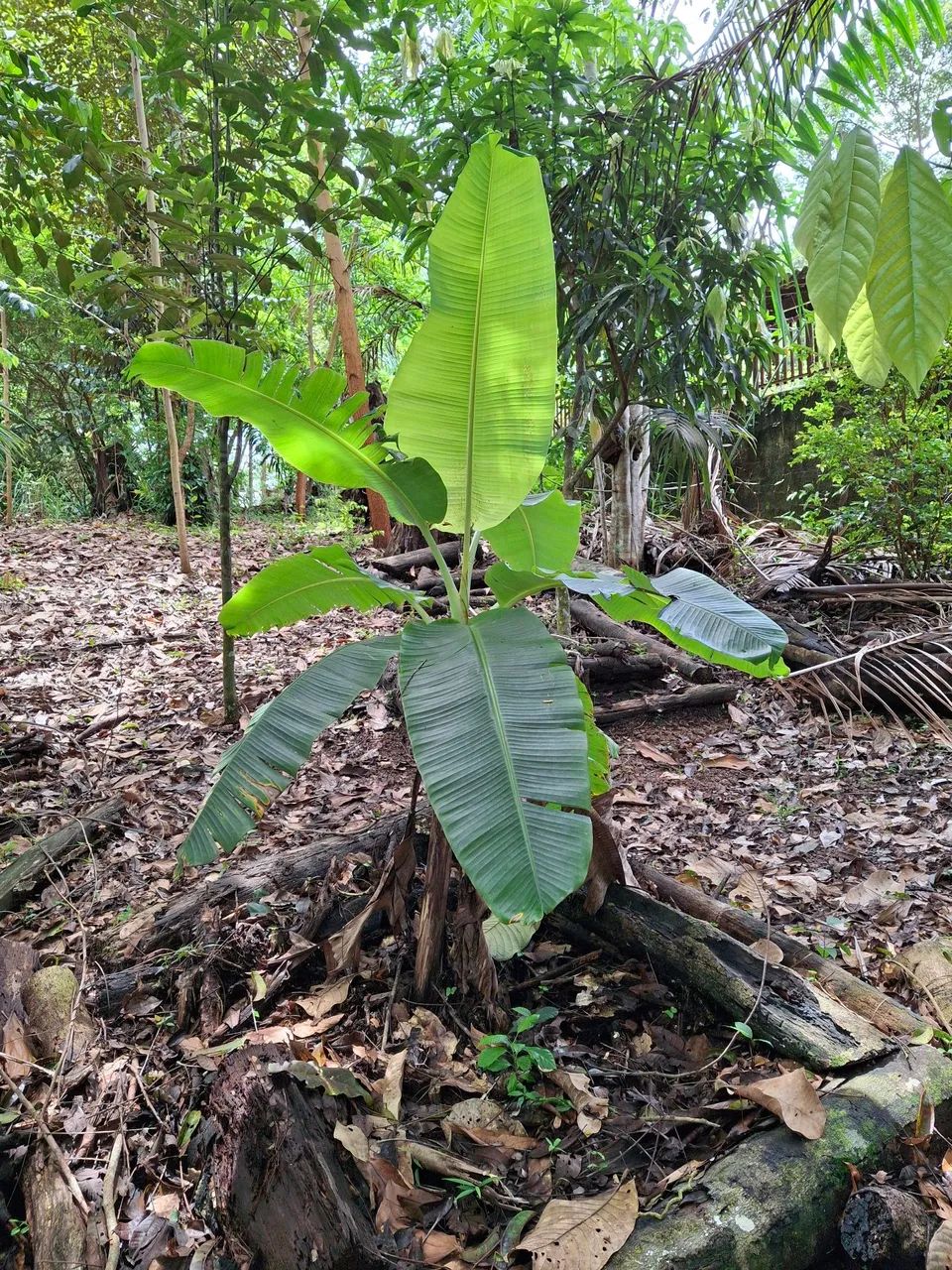 VENDO LOTE COND RURAL AMAZONFLORA- BENEVIDES/PA - Foto 14