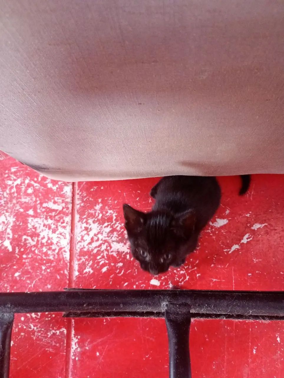 Doa-se um gatinho com mês dócil brincalhão 