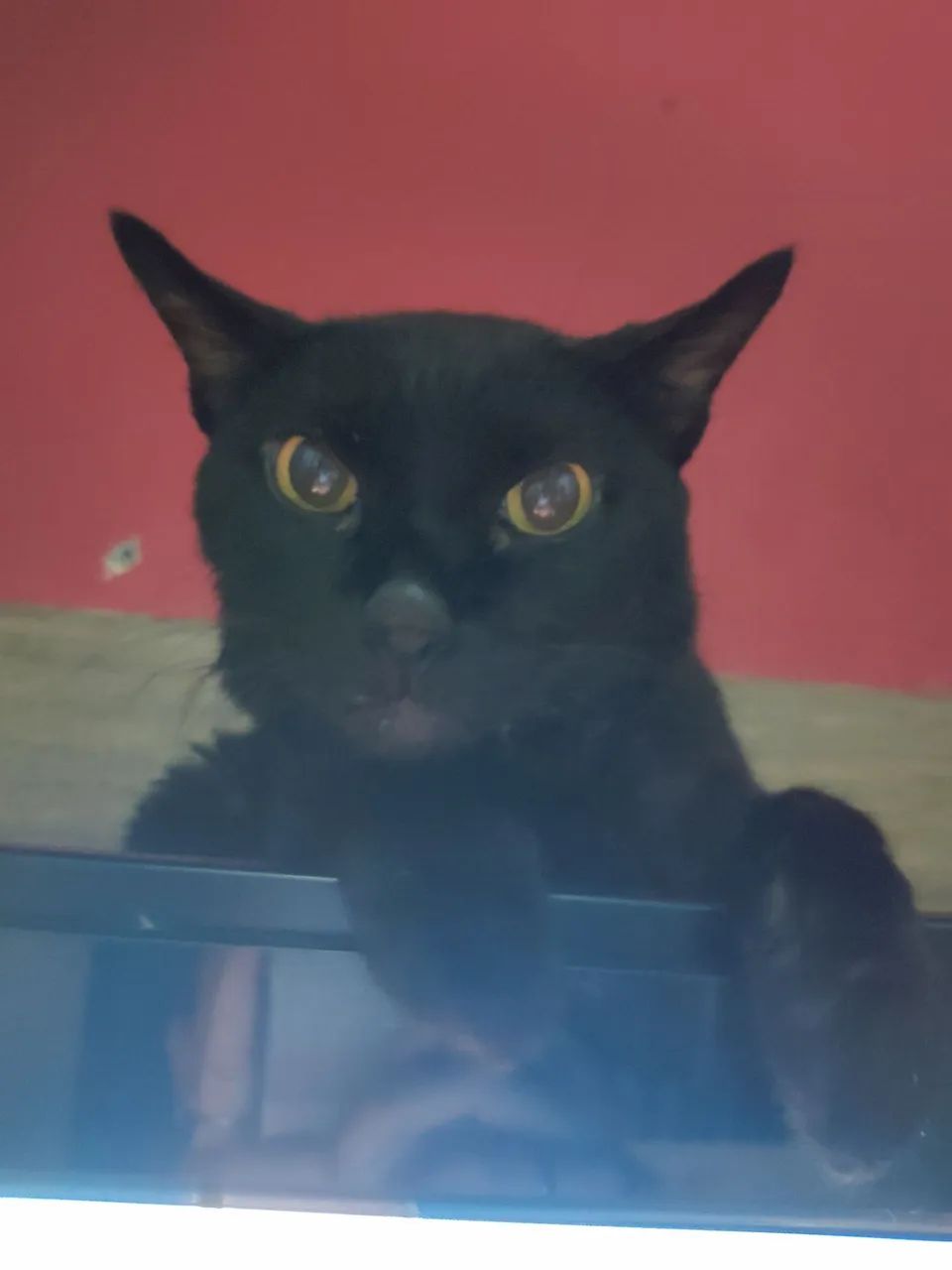 Adoção responsável  - Foto 4